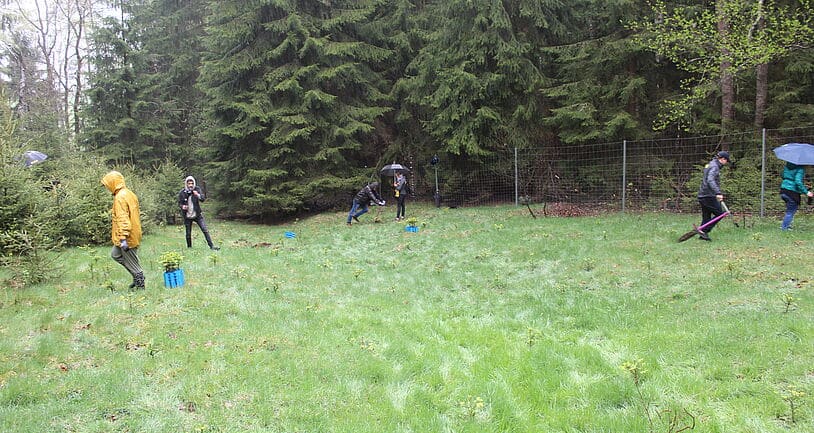 1000 Bäume auf einer Wiese in Raun gepflanzt durch die Greenmark IT